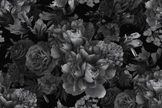 black and white photograph of flowers in the middle of a wallpapered area with dark background