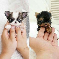 two small puppies being held by someone's hands with the caption which one would you choose 1 or 2?