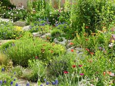 the garden is full of colorful flowers and plants, including wildflowers in bloom