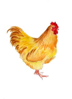 a drawing of a chicken on a white background