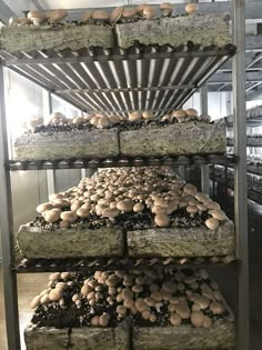 several trays filled with lots of mushrooms on top of a metal rack in a building