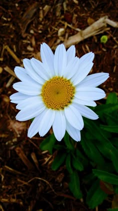 a white and yellow flower sitting in the middle of some grass with leaves around it