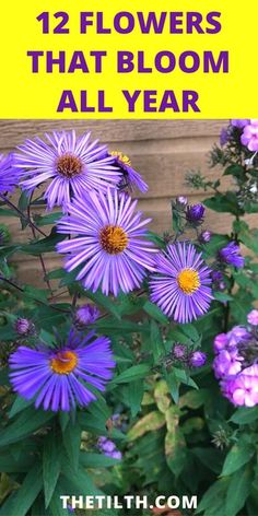 purple flowers with text overlay that reads, 12 flower plants that bloom all year