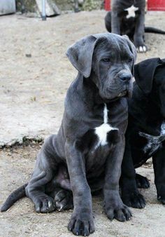 two black dogs sitting next to each other on a dirt ground with one dog looking at the camera