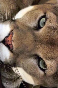 a close up of a cat's face with it's paw on the ground