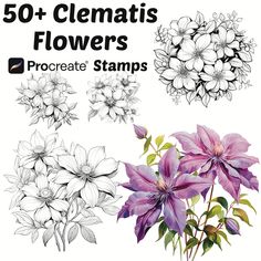 the 50 + clematis flowers procreate stamps