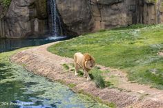 a lion walking along the side of a river next to a lush green field and waterfall