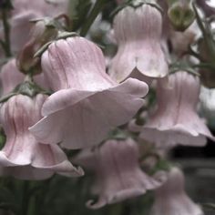 pink flowers are blooming in the middle of the day, with green leaves on them