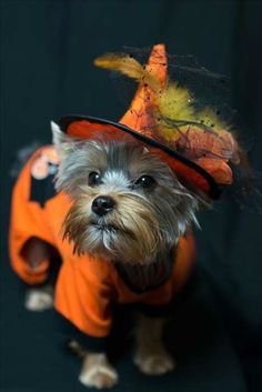 a small dog dressed up as a witch