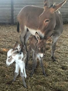 an adult and baby donkey standing next to each other