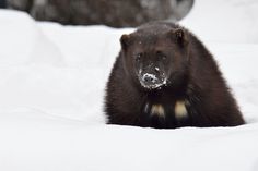 a brown bear standing on top of snow covered ground