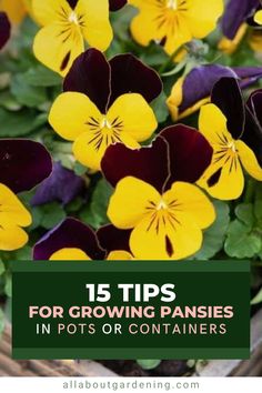 purple and yellow pansies are in a wooden box with green leaves on the side