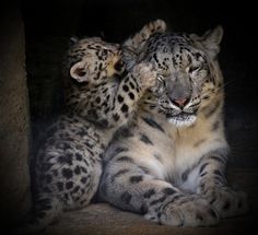 two snow leopards sitting next to each other