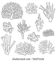 seaweed and corals drawn in black ink on white paper, hand drawn illustration