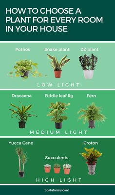 the different types of house plants that you can use to grow in your houseplants