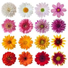 many different types of flowers on a white background, including daisies and gerbers