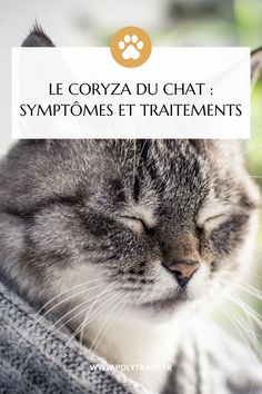 a cat sleeping with its eyes closed and the caption saying le corvya du chat symptomes et tratements