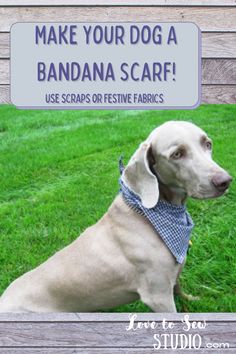 a dog sitting in the grass wearing a bandana