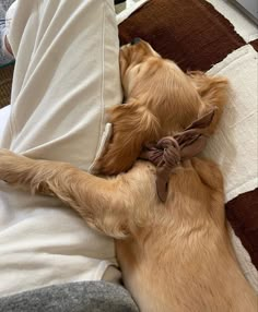 a small brown dog laying on top of a couch next to a persons leg and pillow