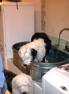 two dogs are playing in a metal tub