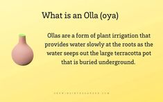 what is an olla oya? ollas are a form of plant irrigation that provides water slowly at the roots as the water speeds out the large terracottt spot that is buried underground