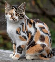 a cat sitting on top of a wooden table