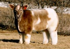 two different pictures of cows standing in the grass and one is black with white spots