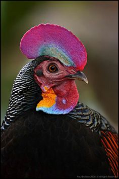 a close up of a bird with a colorful hat on it's head