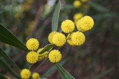 small yellow flowers are blooming in the wild