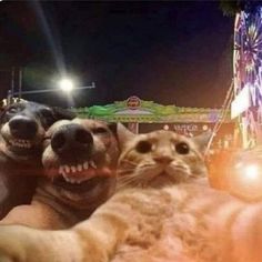 two dogs and a cat are smiling for the camera at an amusement park with carnival rides in the background