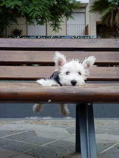 a small white dog sitting on top of a wooden bench