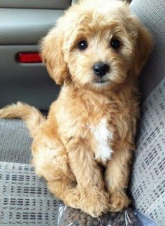 a small brown dog sitting on top of a car seat