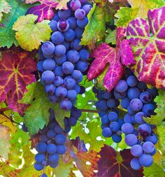 grapes are growing on the vine with leaves