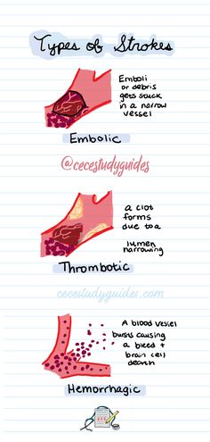 the anatomy of an animal's body, including its muscles and their structures info sheet