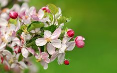 a bunch of flowers that are on a branch with green leaves and grass in the background