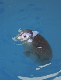 an animal swimming in the blue water