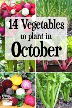 vegetables to plant in october with text overlay