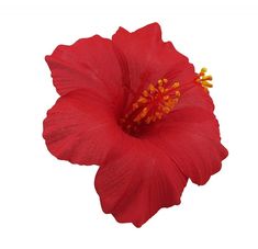 a large red flower with yellow stamens