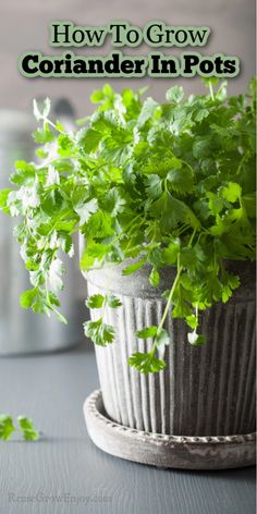 a close up of a potted plant on a table with text overlay reading how to grow coriander in pots