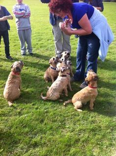 a group of dogs sitting on top of a lush green field next to a woman