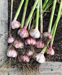 several bunches of garlic sitting on top of each other in the dirt next to some plants