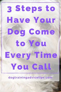 a white dog with the words 3 steps to have your dog come to you every time you call