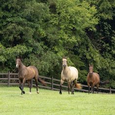 three horses running in the grass near a fence