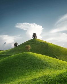 a grassy hill with trees on top