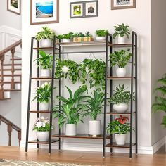 there are many potted plants on the shelves in this living room, along with stairs