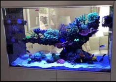 an aquarium filled with lots of different types of fish and corals in front of a white couch