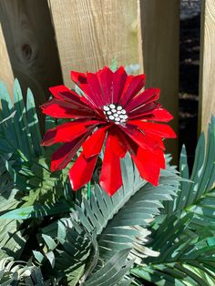 a large red flower sitting on top of a lush green leafy plant next to a wooden fence