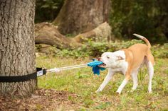 a brown and white dog pulling a blue toy in its mouth on a leash next to a tree