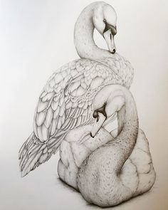 two white swans sitting on top of each other