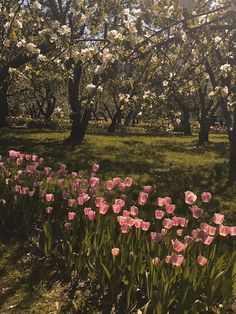 pink tulips blooming in the middle of a grassy area surrounded by trees